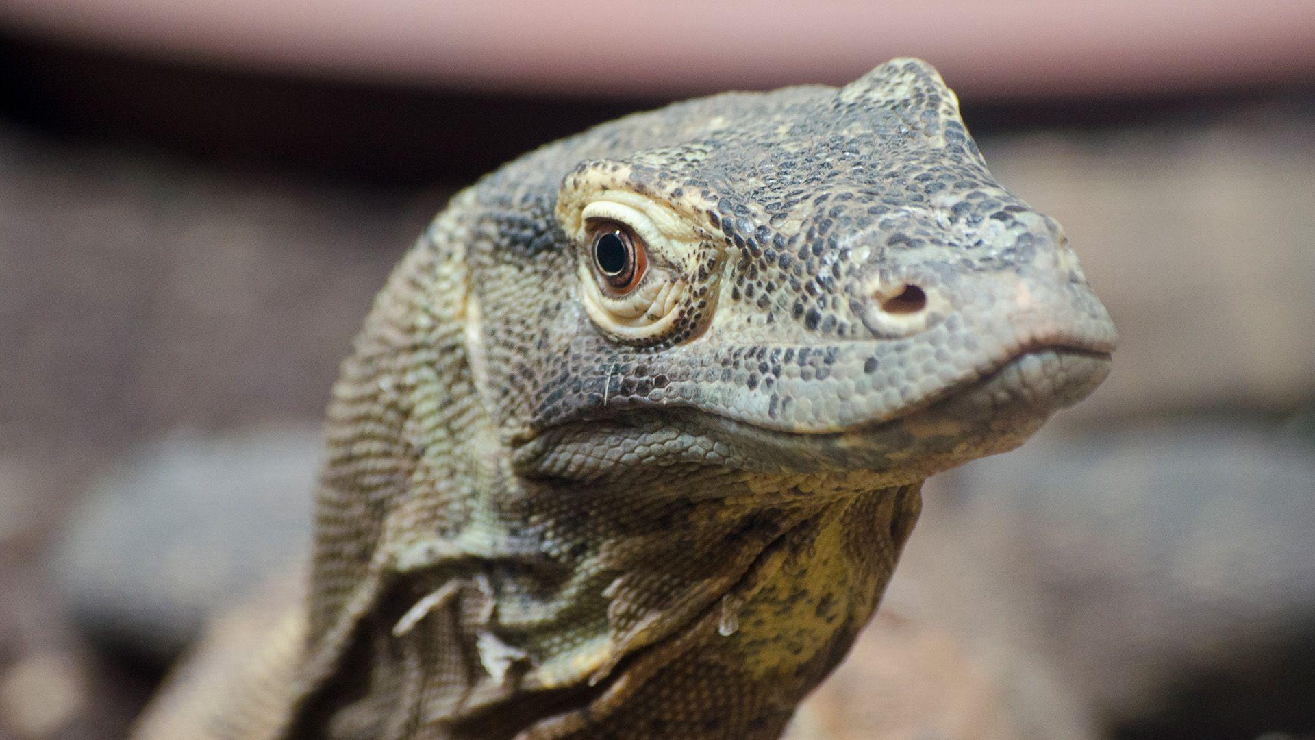 Komodo Dragon looking into the camera