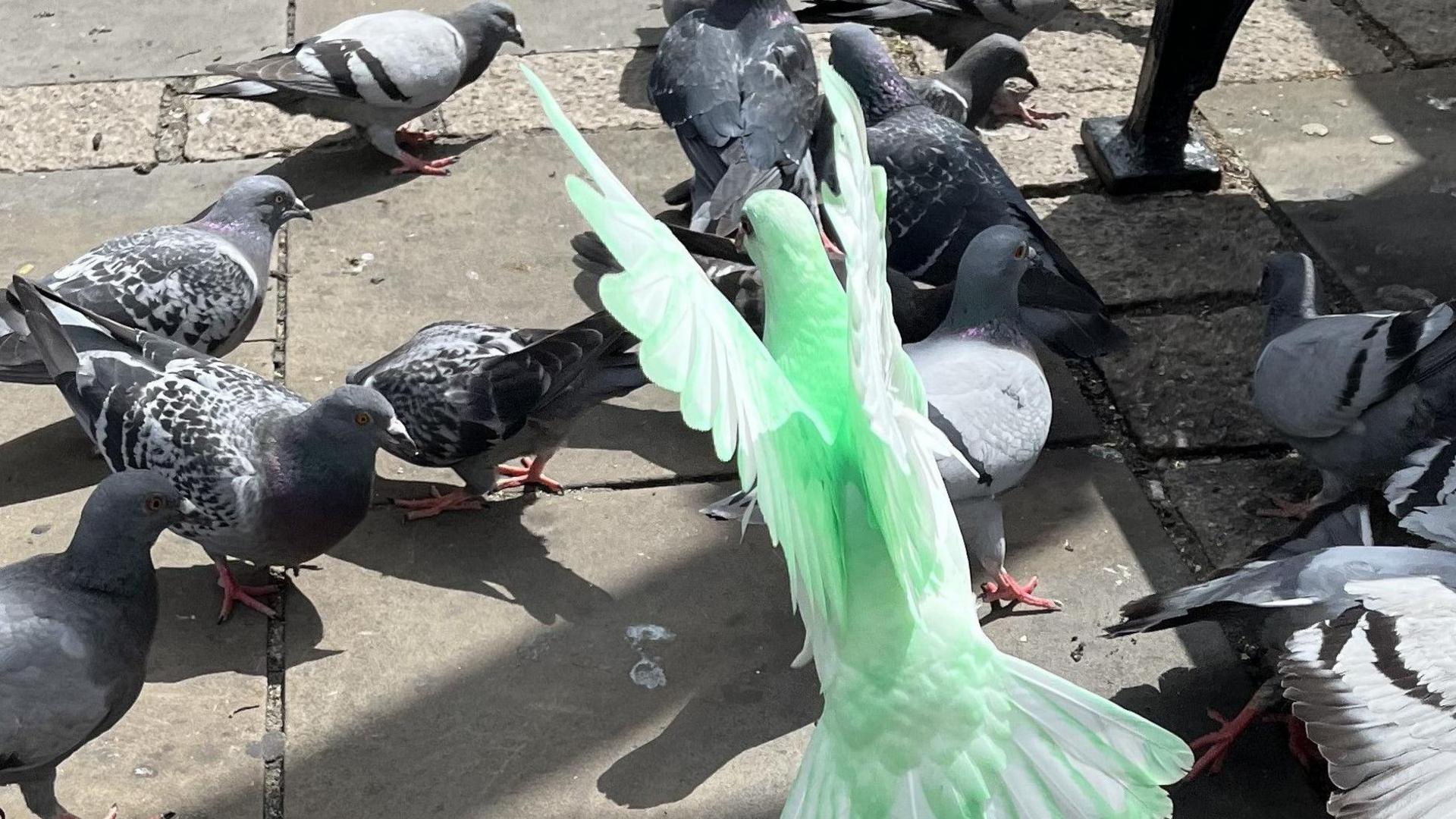 A green pigeon spreads its wings amongst lots of grey pigeons.