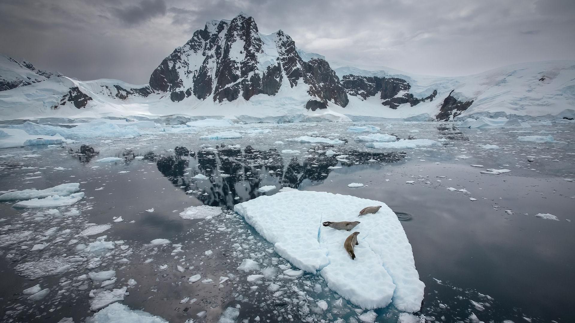 Weddell Sea, Antarctica, three crabeater seals lying on floating ice 