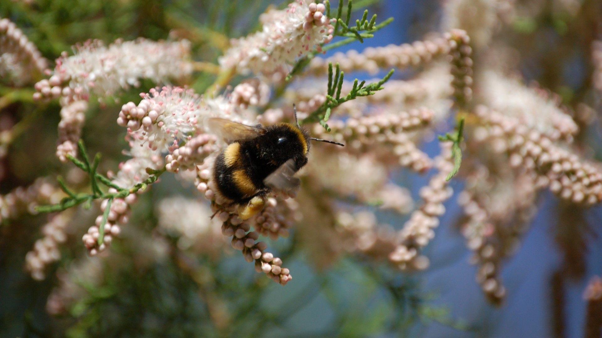 Bee harvesting pollen on a cluster of flowers