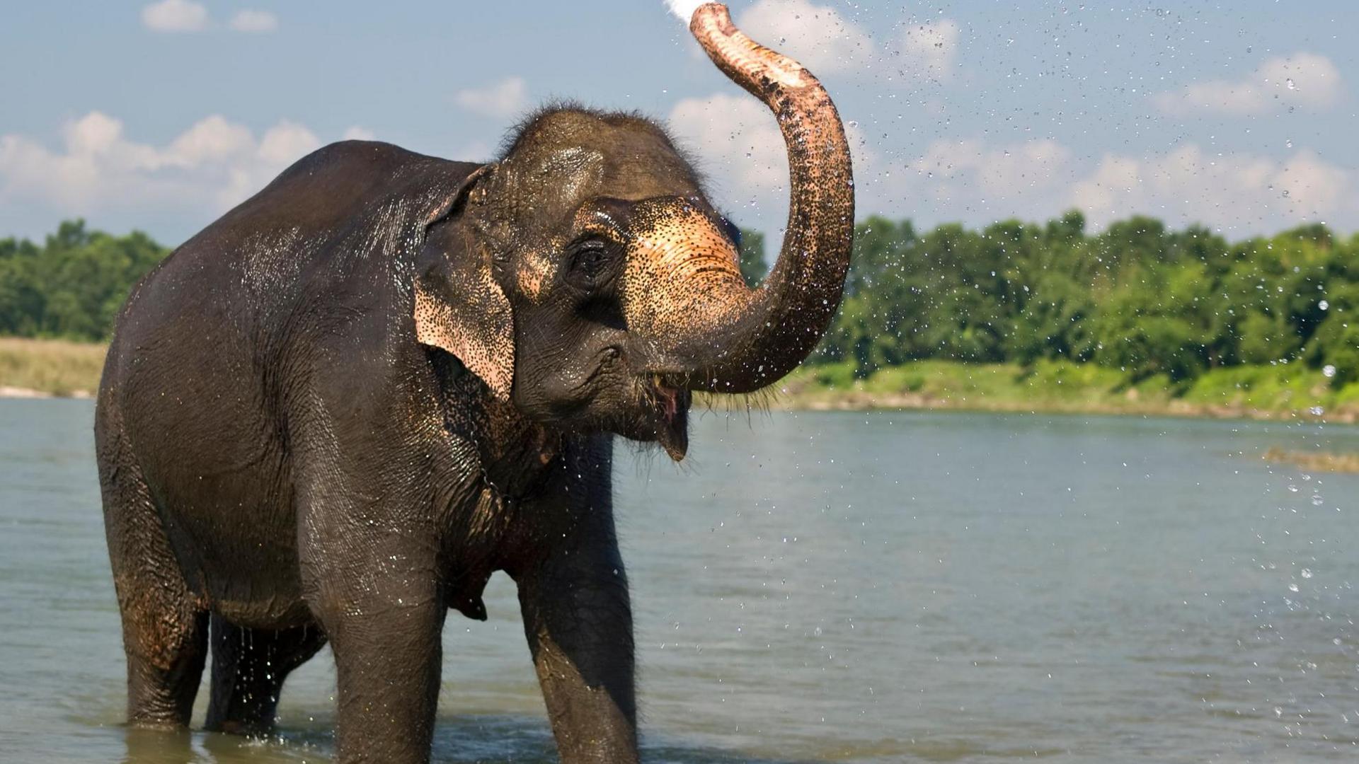 elephant squirting water