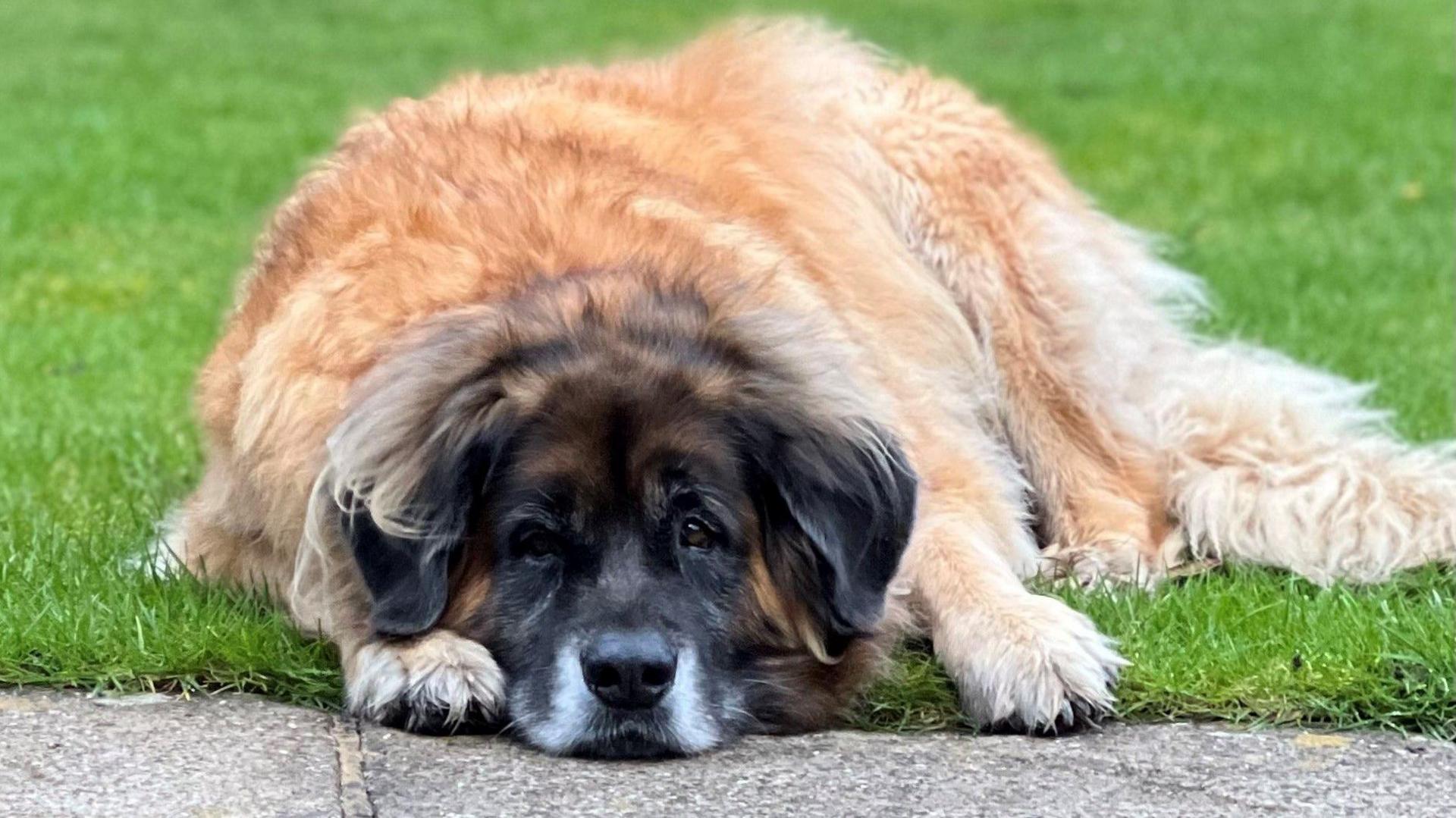 Ruby the Leonberger