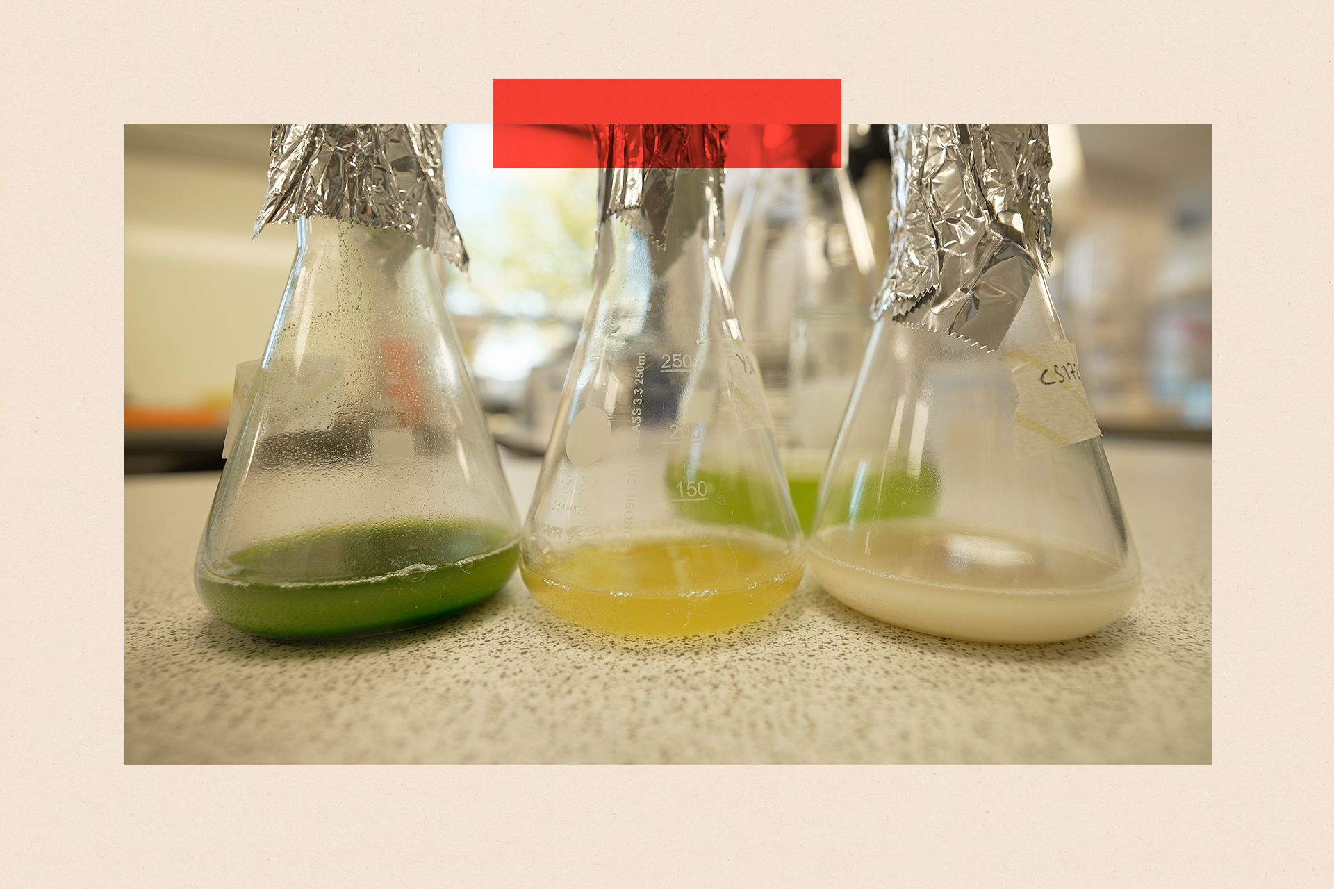 Three glass flasks with tin foil caps, sit on a table. Each flask contains a different coloured liquid: green, yellow then white