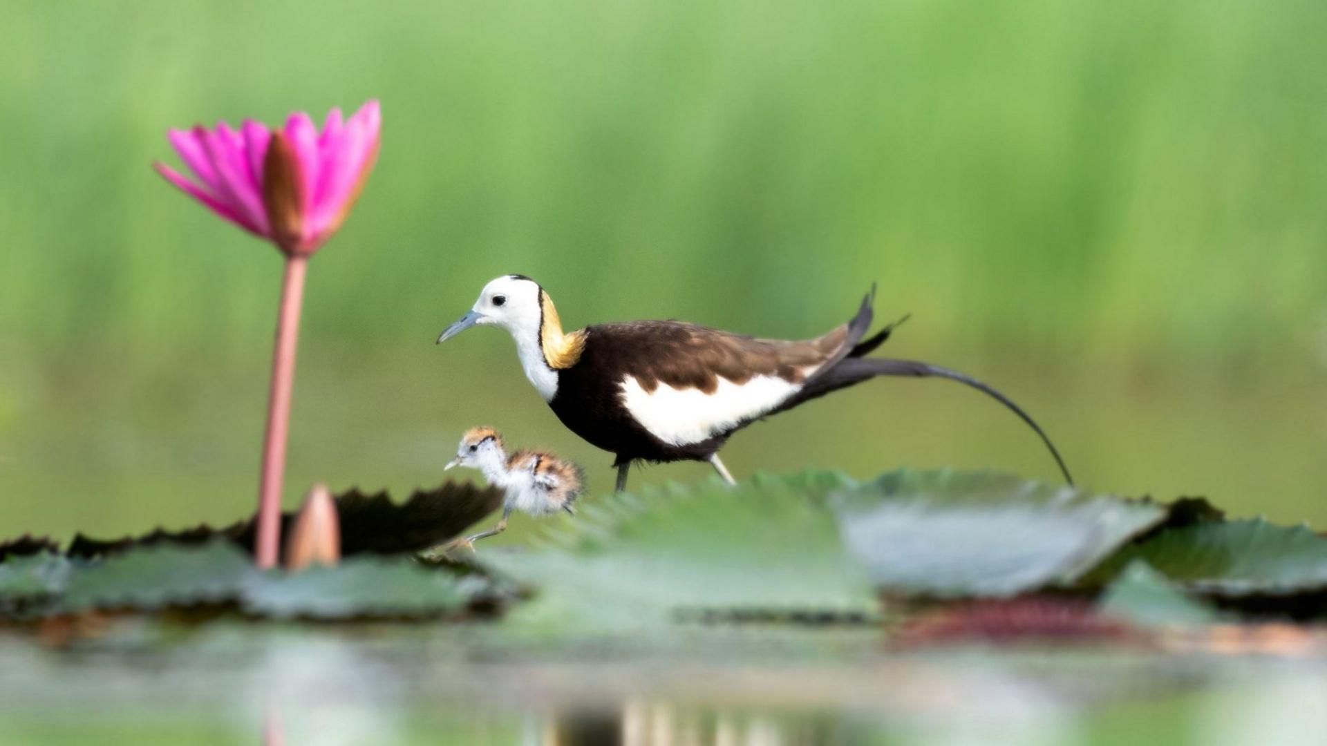 A father pheasant tailed jacana leads his chick on a foraging trip across a lily pond