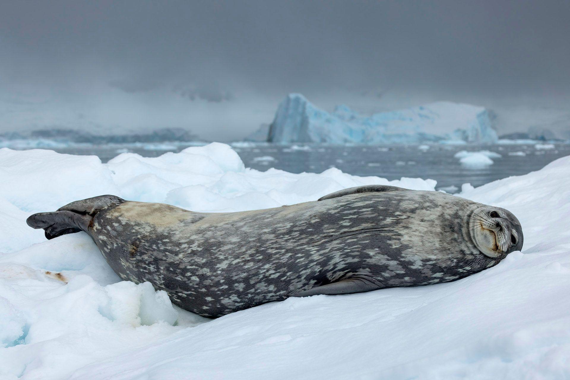 a Weddell seal resting on an ice floe