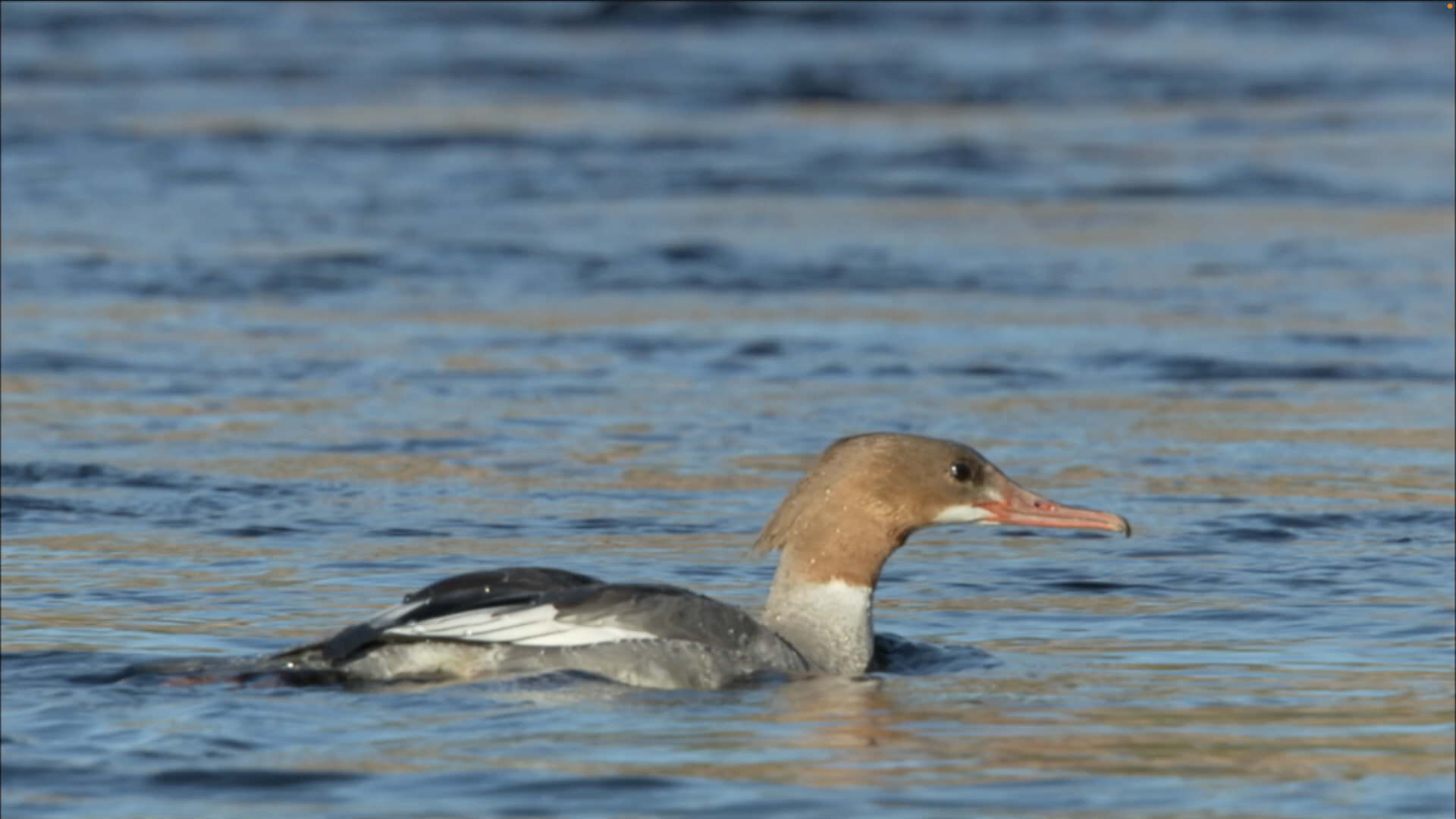 Goosander duck on water