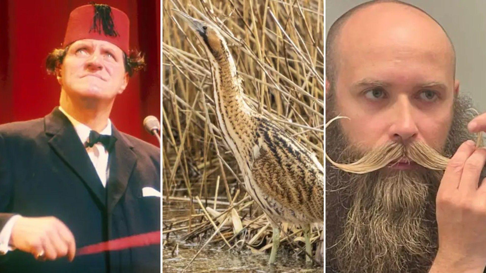 A collage of three images featuring from left to right the comedian Tommy Cooper, who wears a dark suit with a bow tie and red fez, a tall bird amid reeds, and a bearded man with an elaborate moustache.