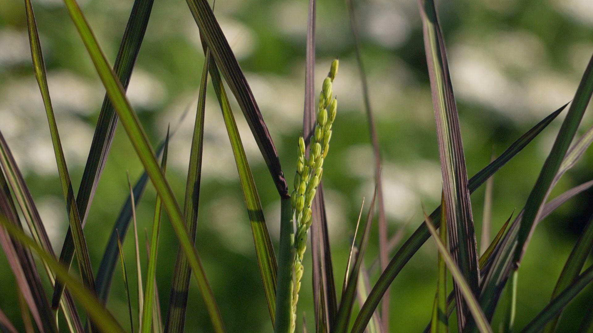 Green rice grains grow from a plant among other blurred green plants.