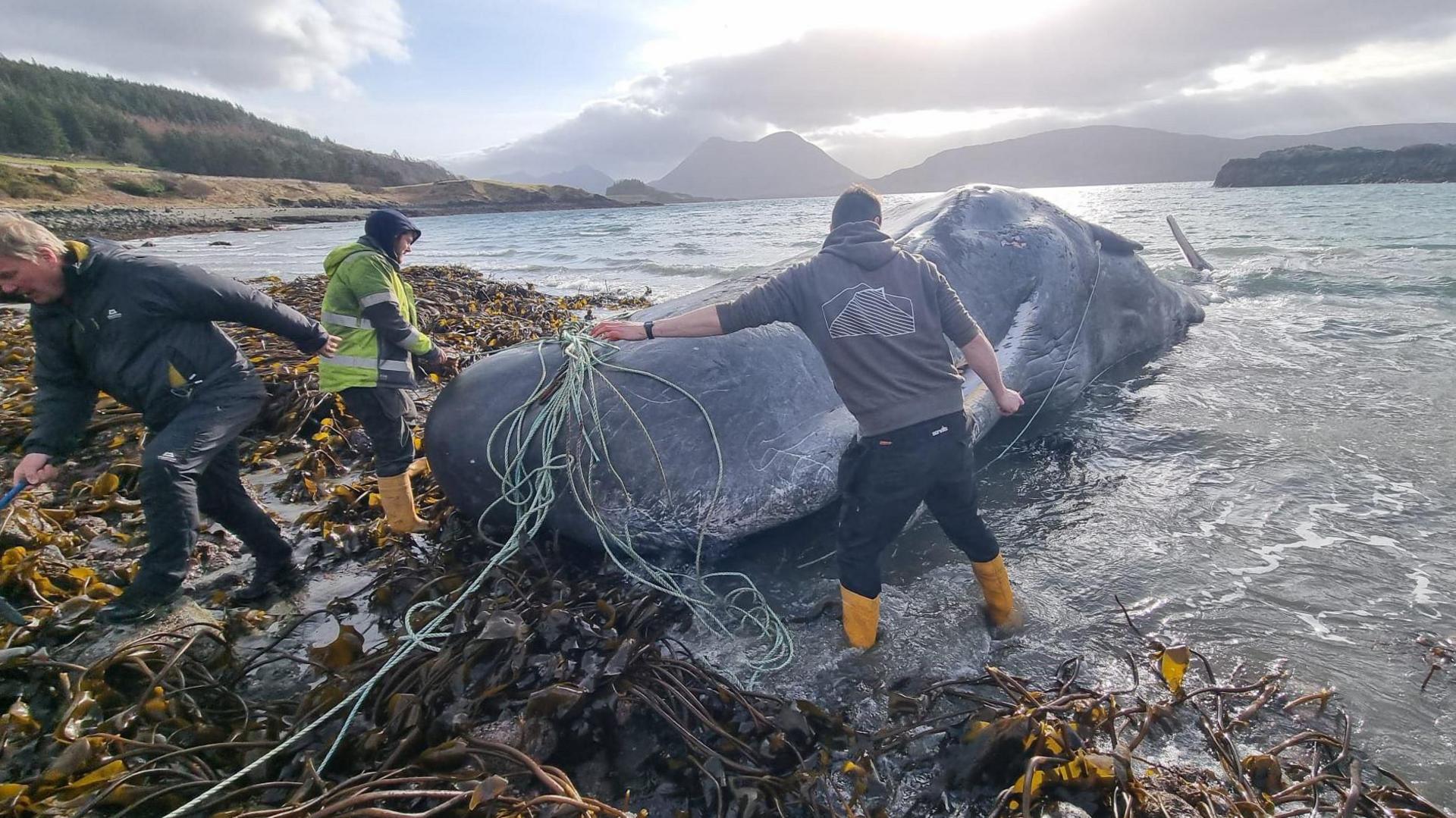 Three volunteers remove a long pieces of rope from the whale. The animal is lying to one side out of the water. The shoreline is covered in seaweed and in the  distance are hills of Skye.