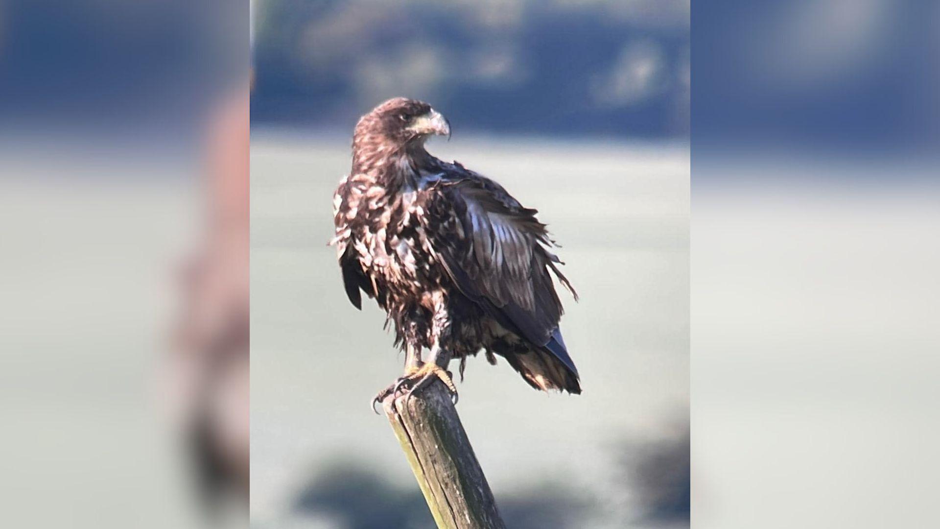 A white-tailed eagle perches on a wooden log and looks to the left of the camera. It has brown and white feathers and a light yellow beak and talons.