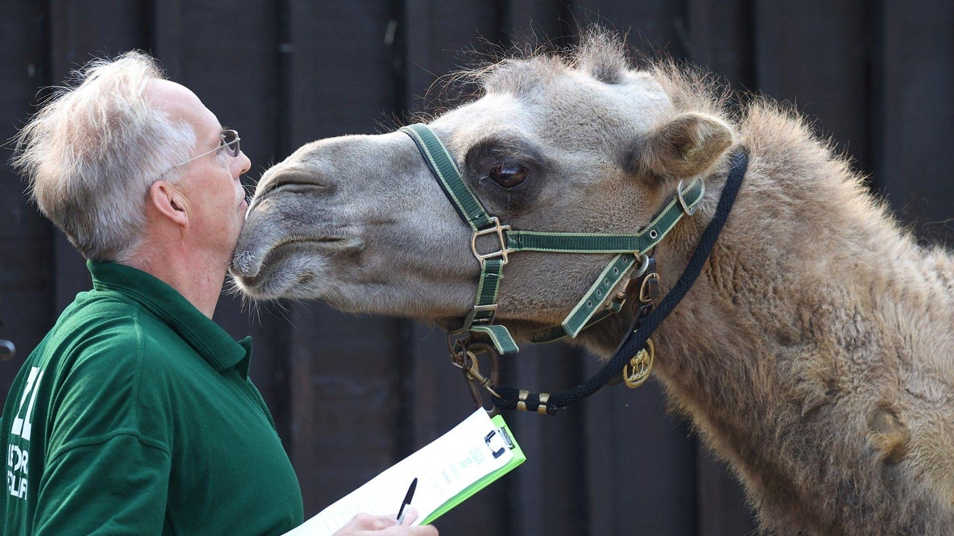 Zookeeper with camel. 