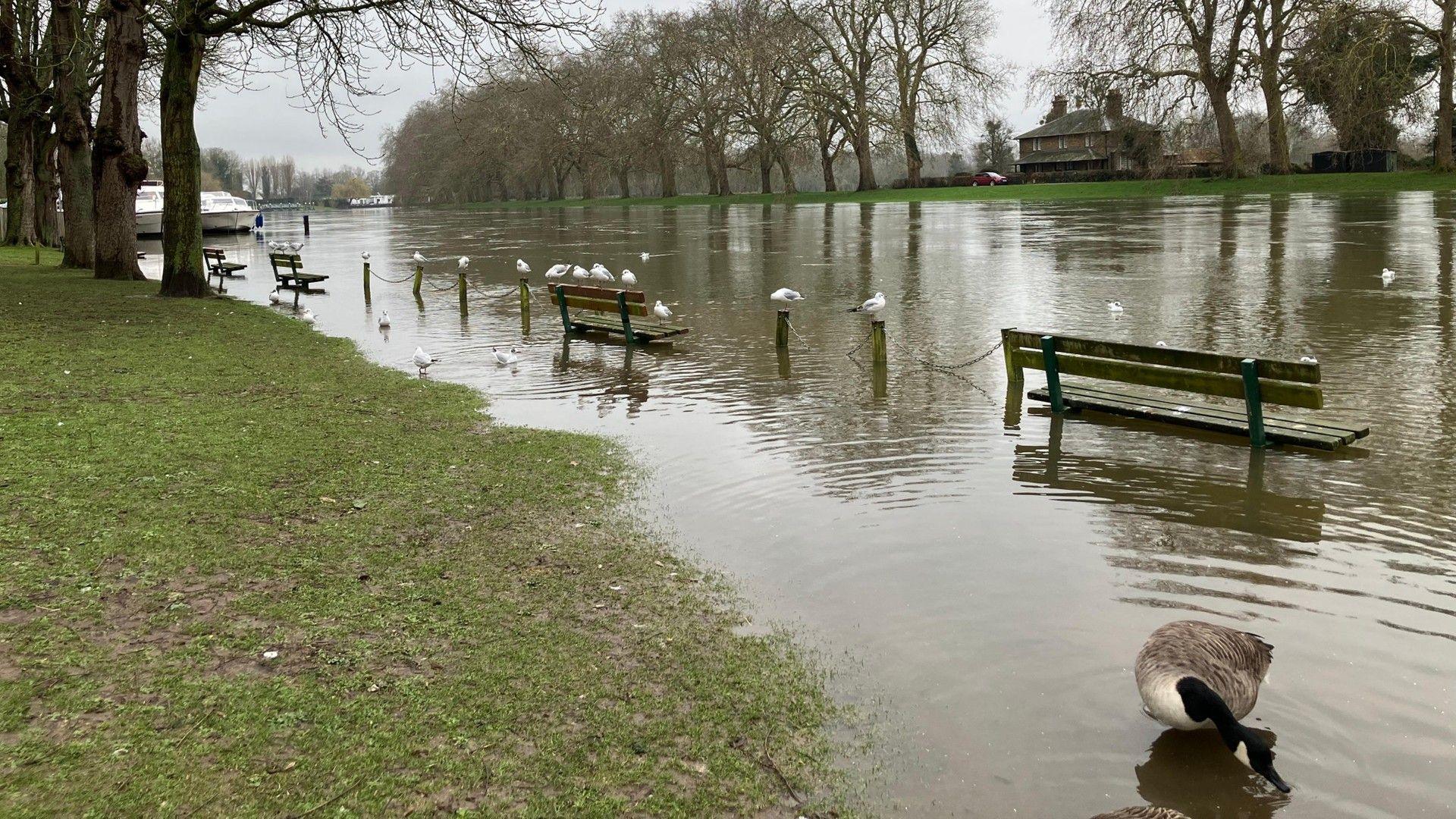 Flooded river showing benched sitting in water, boats docked and birds.