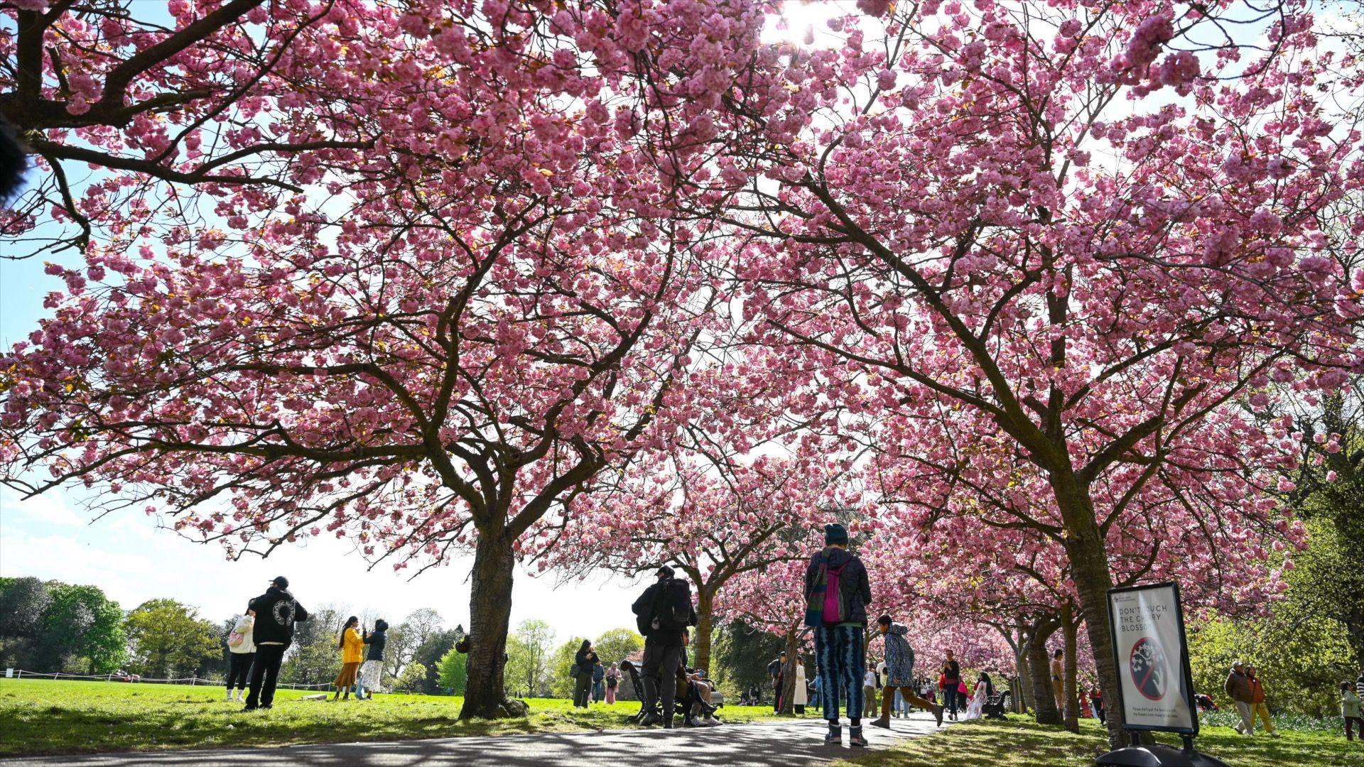 People walking in a park in London underneath cherry blossom trees covered in pink flowers.