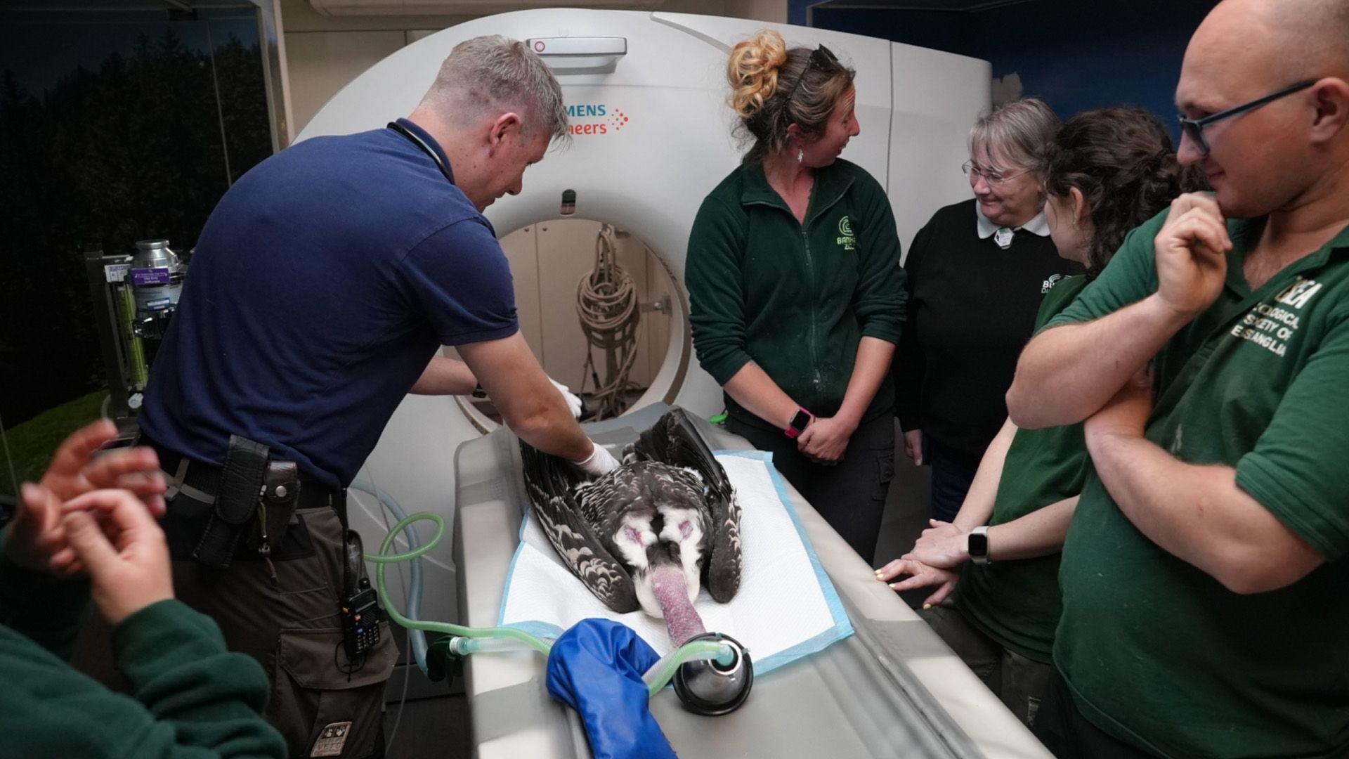 Foster, a vulture with brown and white feathers and a pink neck is asleep and lying on its back in a CT scanner. Around the bird is six people.