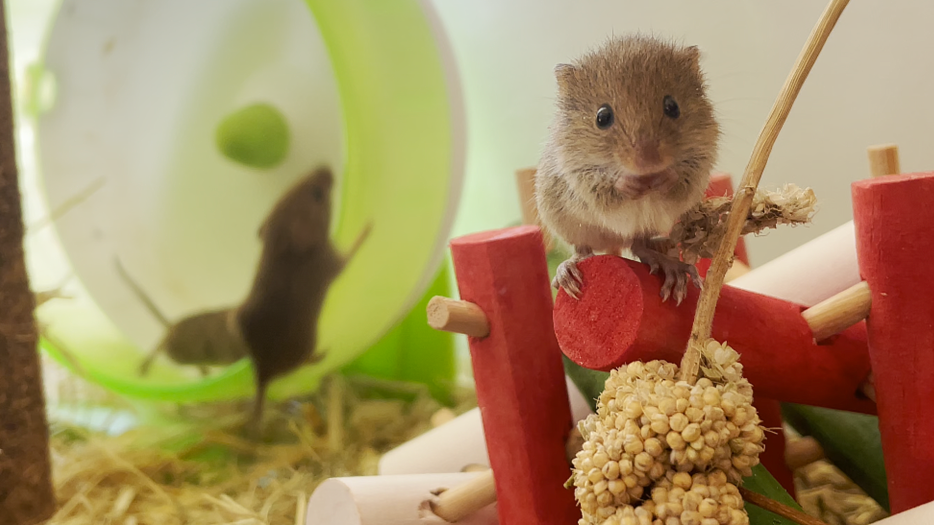 Three harvest mice in their enclosure. Two are playing on a wheel, whilst the other is looking at the camera whilst stood on a red wooden structure.