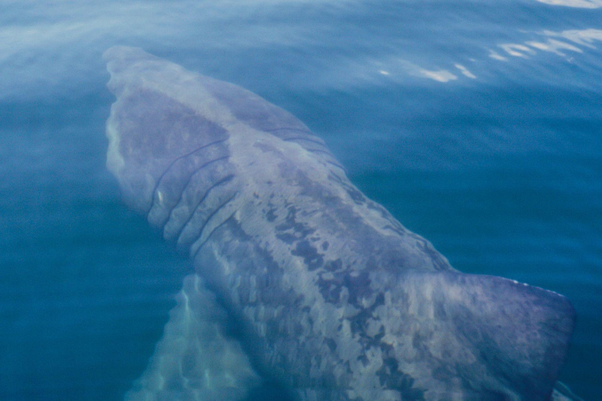 A basking shark which is swimming in a blue sea.