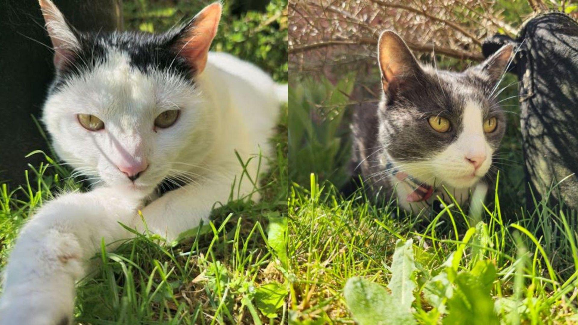 A composite of two photos. On the left is a white cat with black on its head laying in grass and on the left is a grey and white cat also sitting in grass. They both have yellow eyes.