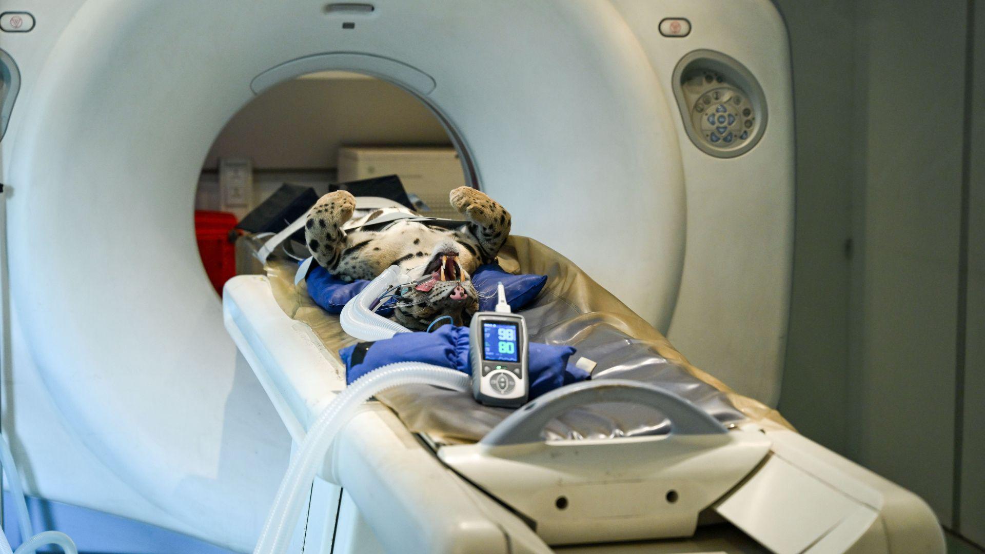A small leopard on its back on a stretcher, moving into a CT scan machine. The leopard is unconscious, strapped down and connected to a plastic tube.