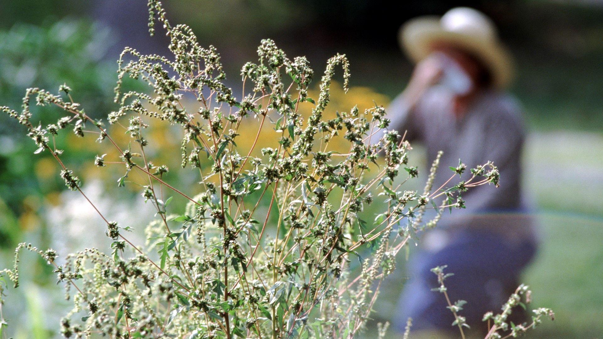 Close-up of ragweed with blurred out of image of person blowing their nose behind, kneeling and wearing a straw hat