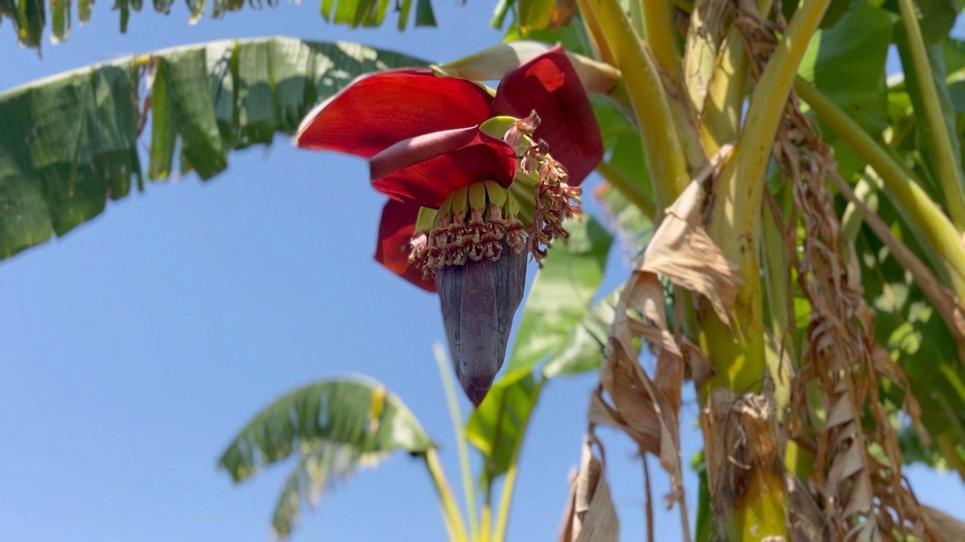 Banana seedling in Malawi