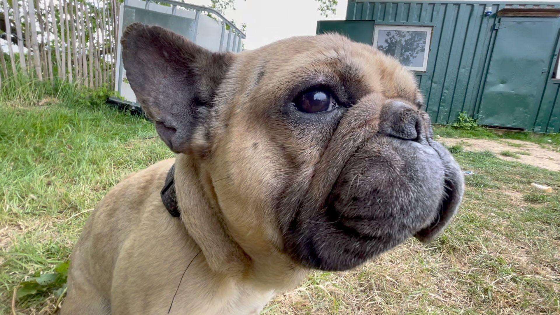 A close up of Moose. He looks away from the camera has he sits outside on the grass. A green outbuilding can be seen behind him.