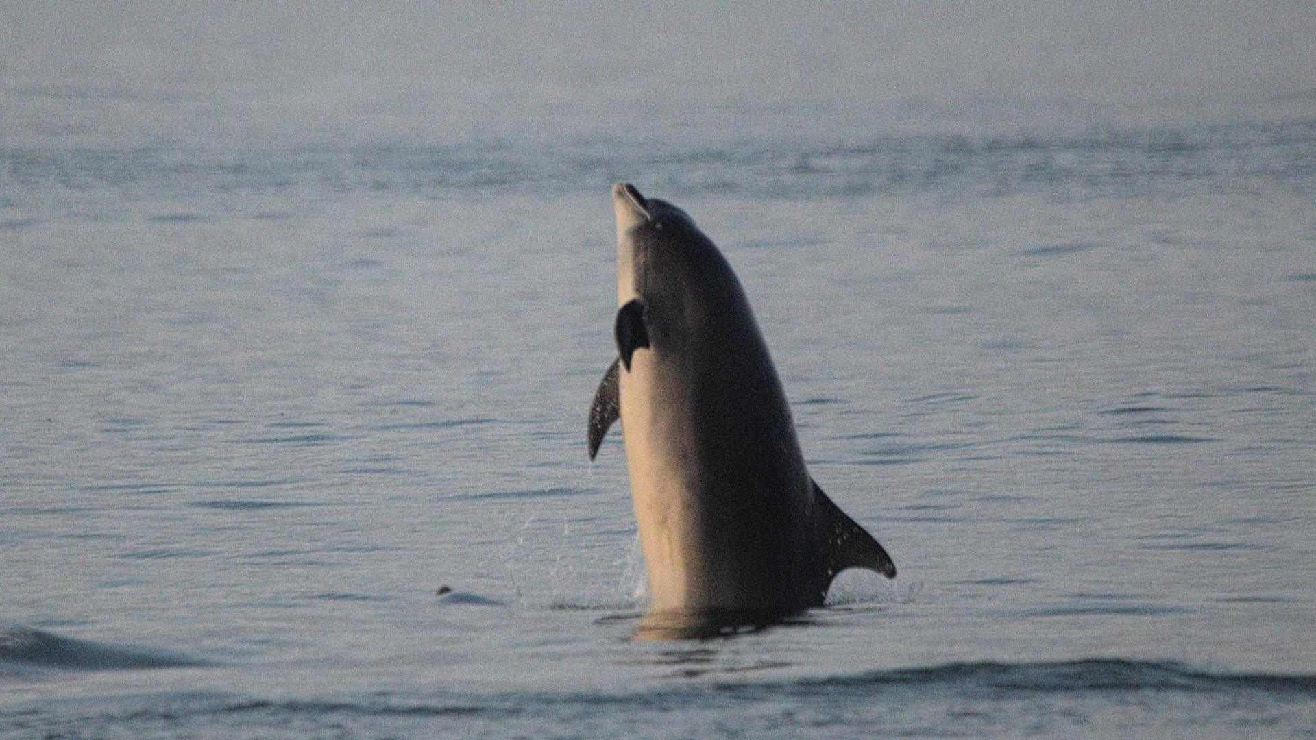 A single dolphin rising vertically from the sea at Scarborough 