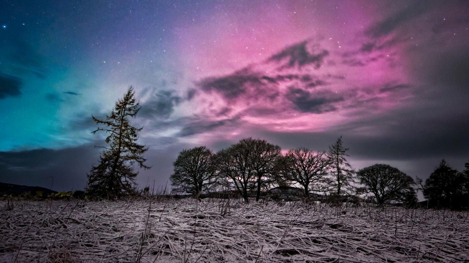 A hard frost can be seen on the ground where vegetation has been flattened. A row of trees run along the horizon in the middle distance with blue and purple aurora above.