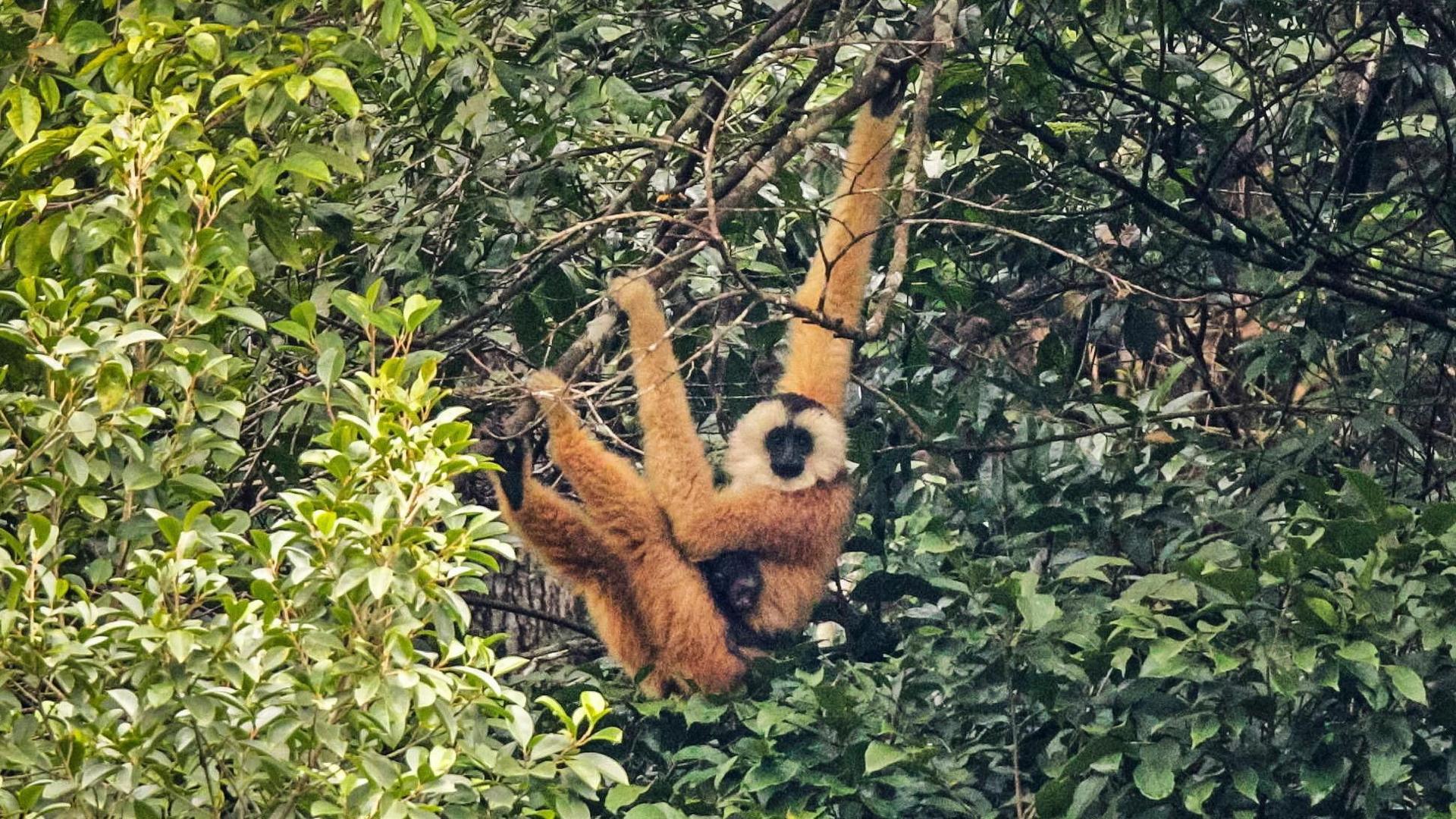 The fluffy orange Cao Vit Gibbon clings on to branches and leaves with its hooked black toes, carrying a small black gibbon baby on its stomach. 