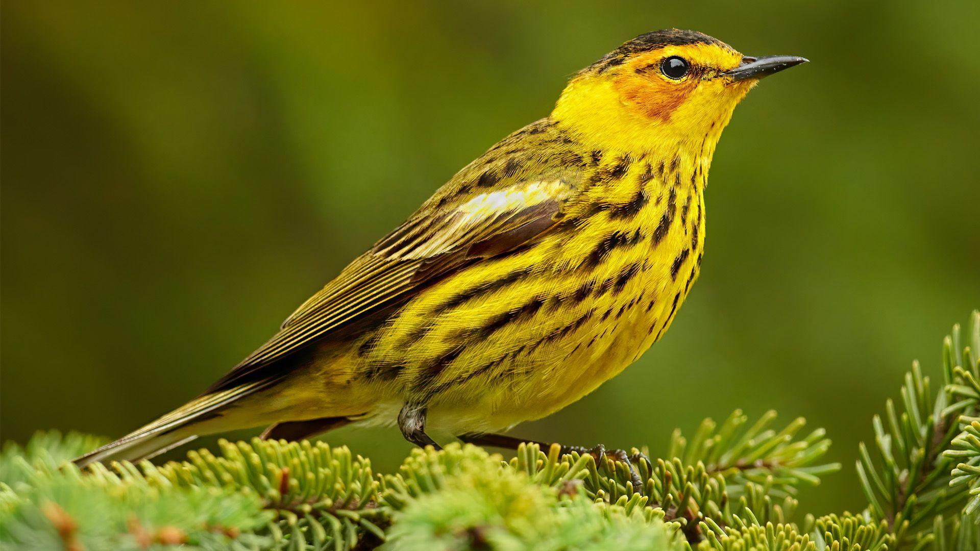 Cape May Warbler on a tree