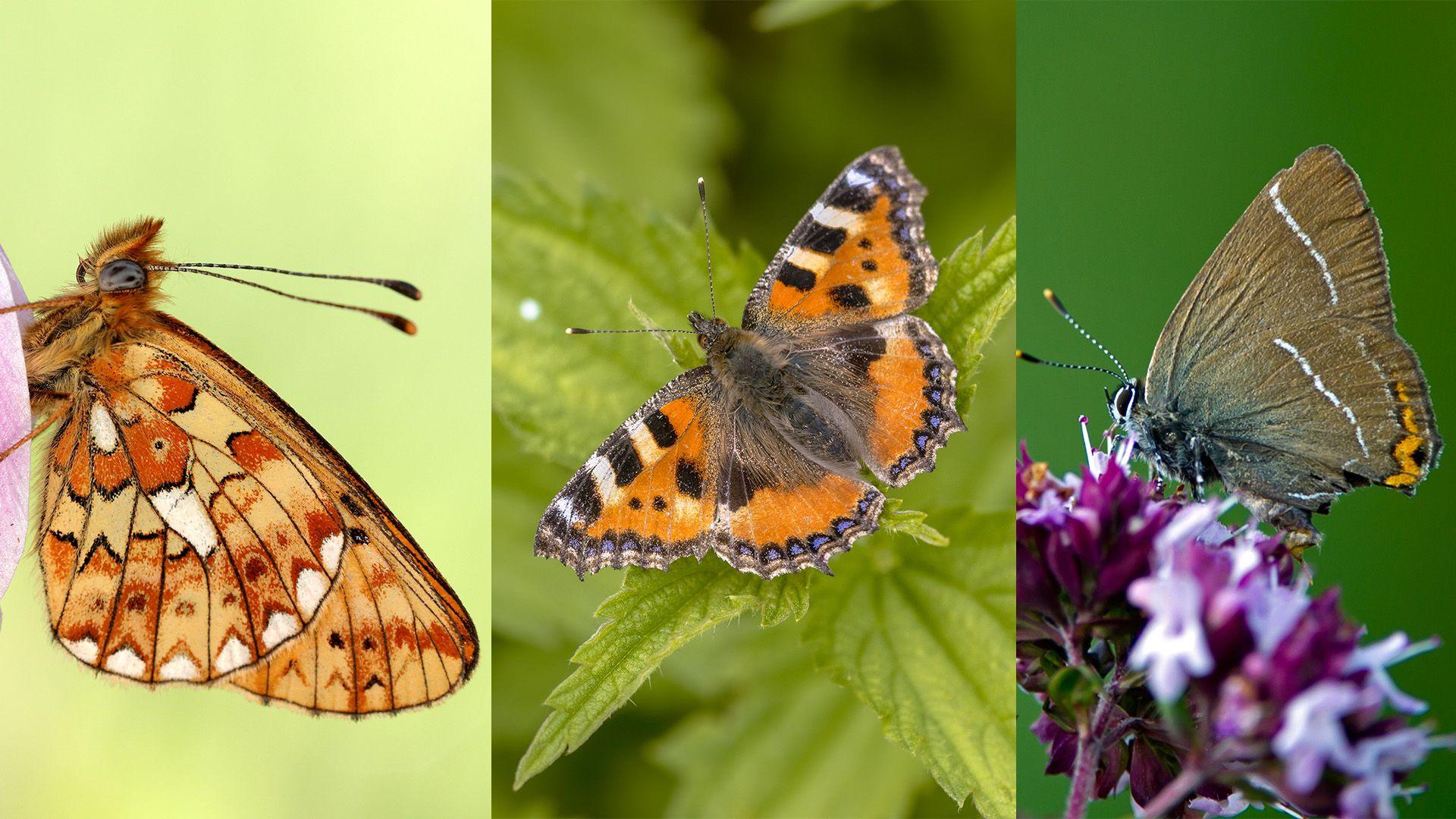 (L-R) A pearl-borded Fritilliary butterfly. A photo from the side with its wings closed. It is orange with darker orange, brown and white patterns; A common small tortoiseshell butterfly. It is laying with its wings out on a leaf has a brown furry body, mainly organge wings with blue and brown pattern aroiund the endge of its wings and black and white stripes at the top of its wings; a white-letter hairstreak is sat on a flower with its wings closed. It is mainly brown with some orange on the bottom tip of its wings and two thin white striped down its wings.