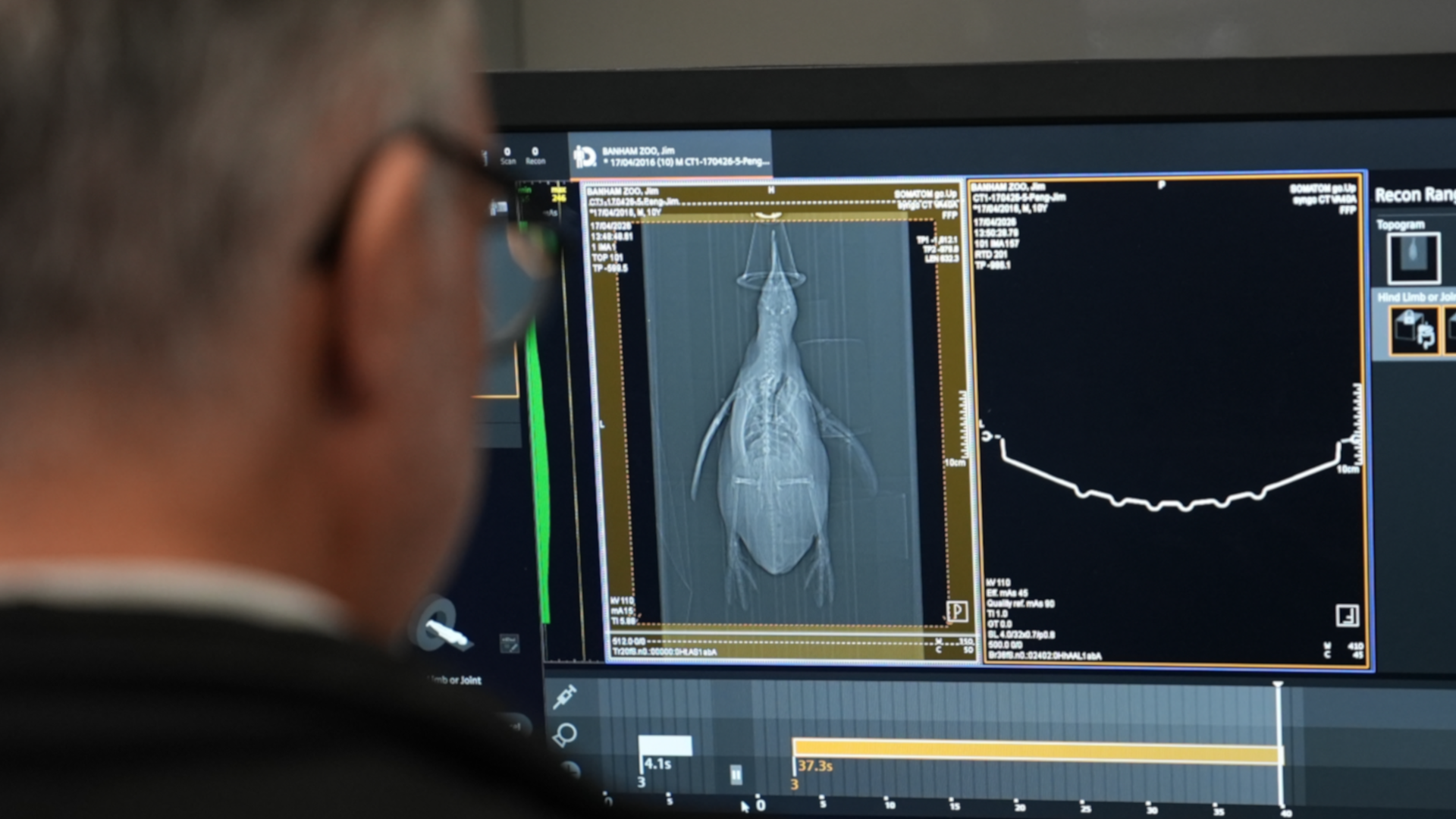 A man looks at a CT scan of a penguin. 