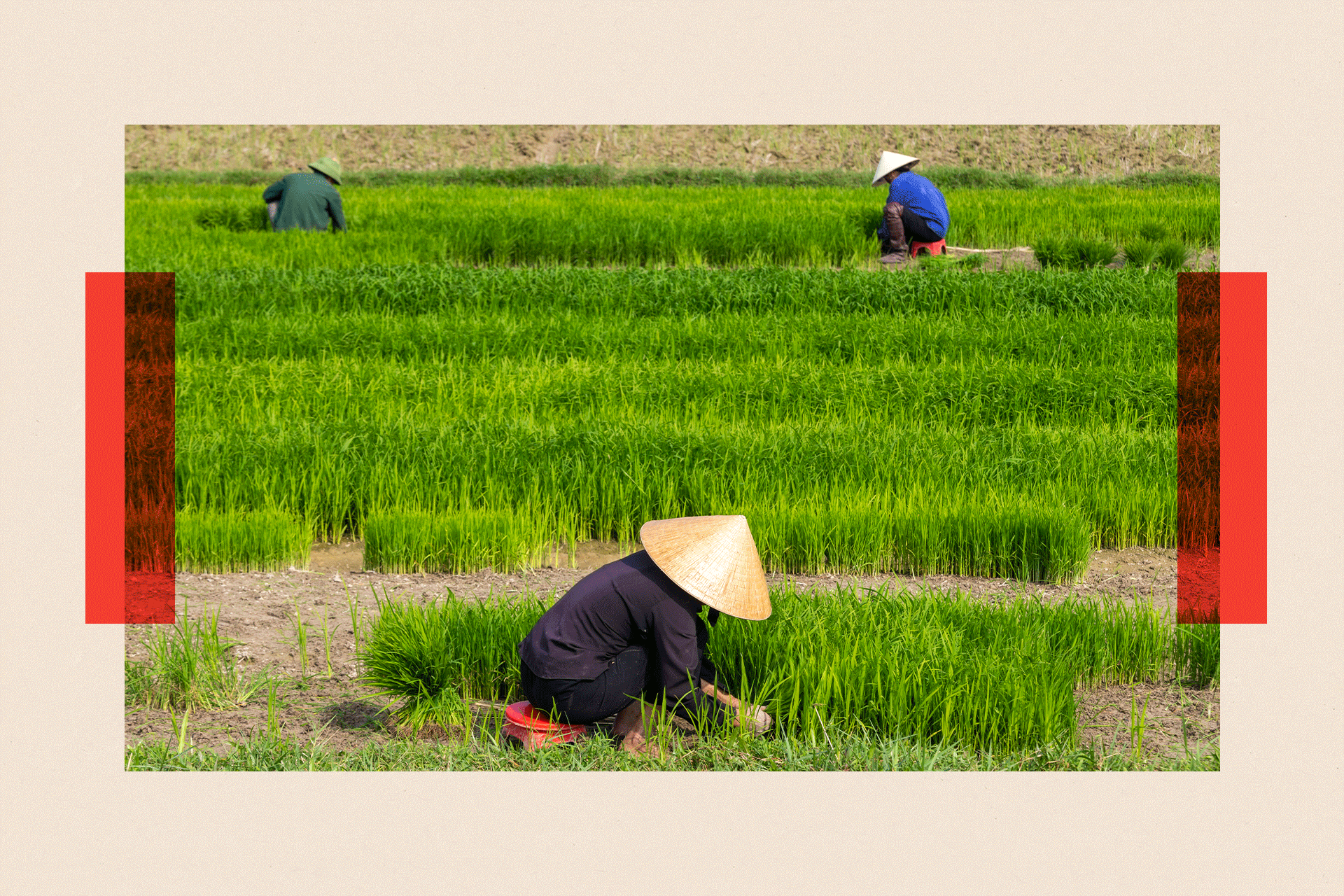 Nghe An, Vietnam - three people in hats are transplanting young rice sprouts in a field 
