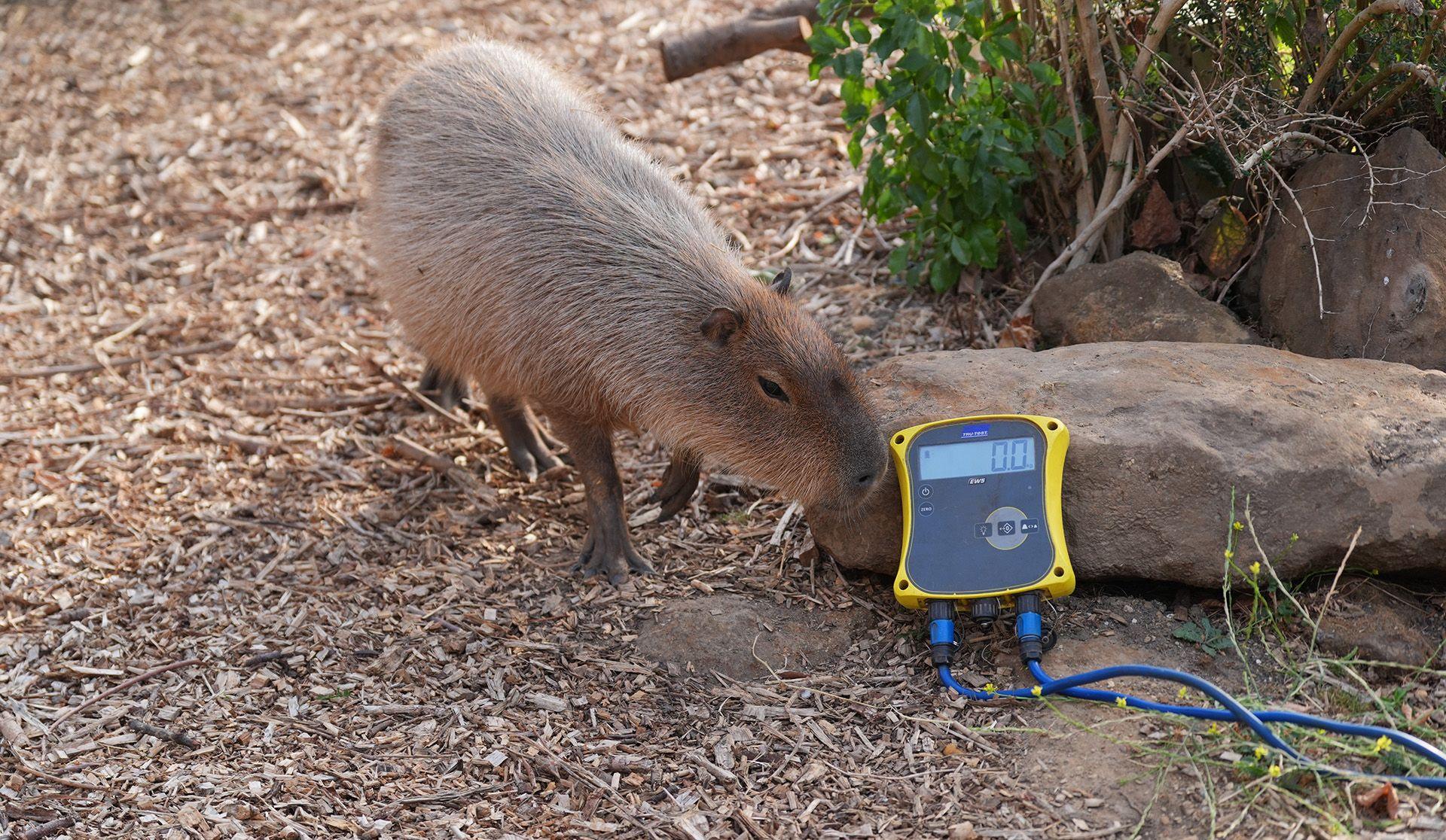 A capybara by a large stone nudges a weight monitor with its nose.