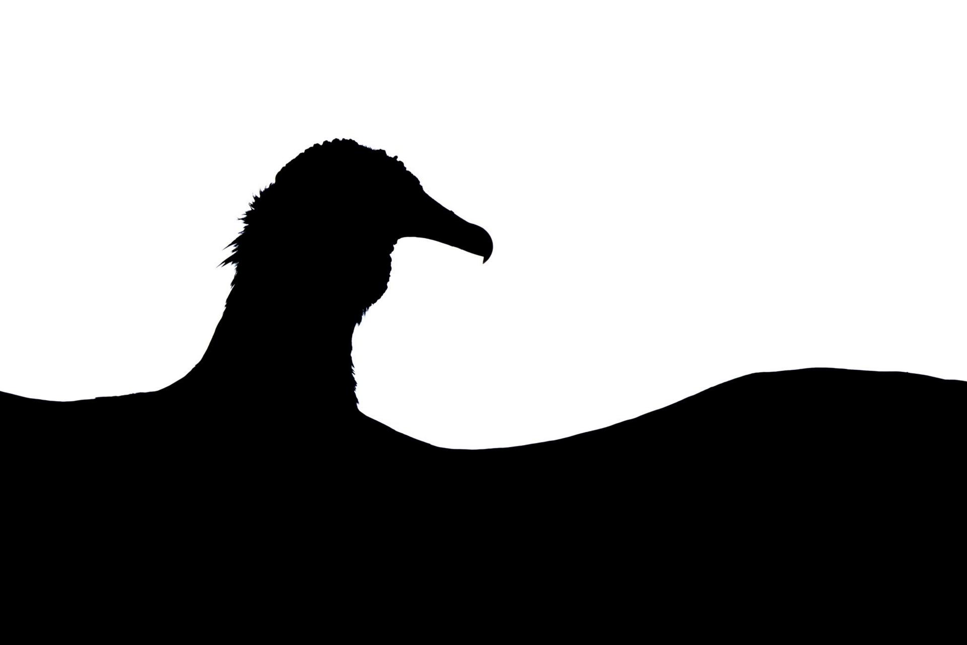 silhouette of a black vulture