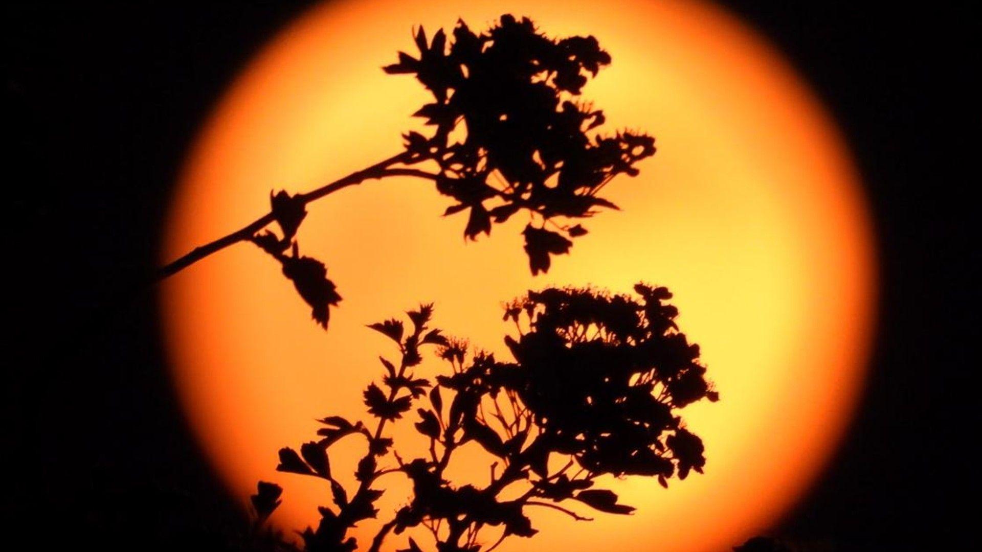 Deep orange to red full Moon seen behind trees