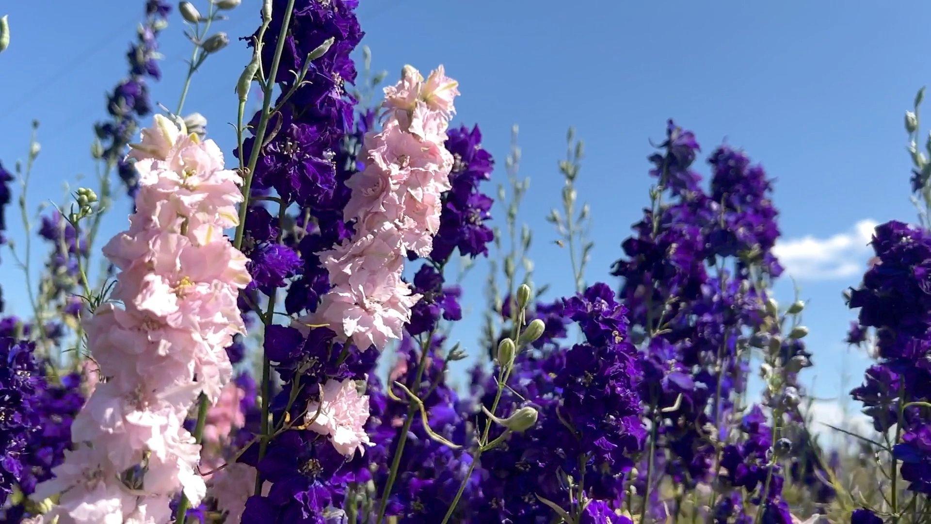 Purple and pink flowers in the foreground with a blue sky behind them 