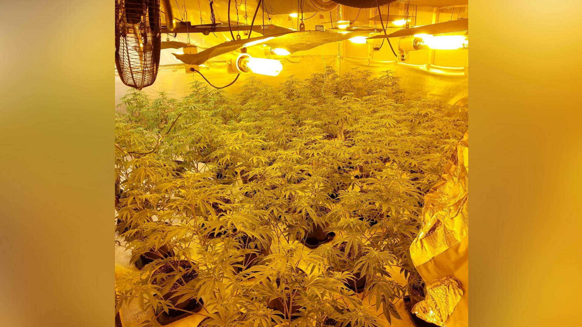 A picture of the cannabis cultivation that has been dismantled in Medway by Kent Police. The cannabis plants pictured have also been destroyed. A number of bulbs can be seen in the enclosed room which also has a fan hanging from the roof.