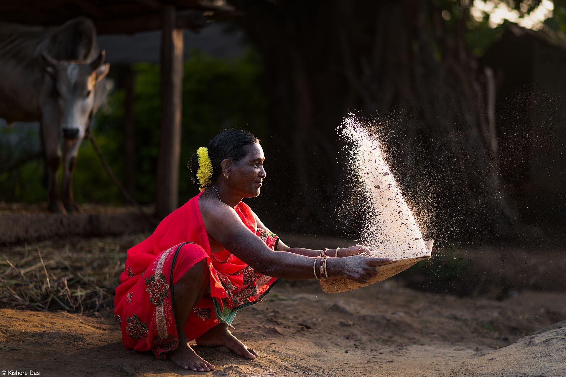 A crouching woman threshes rice grains