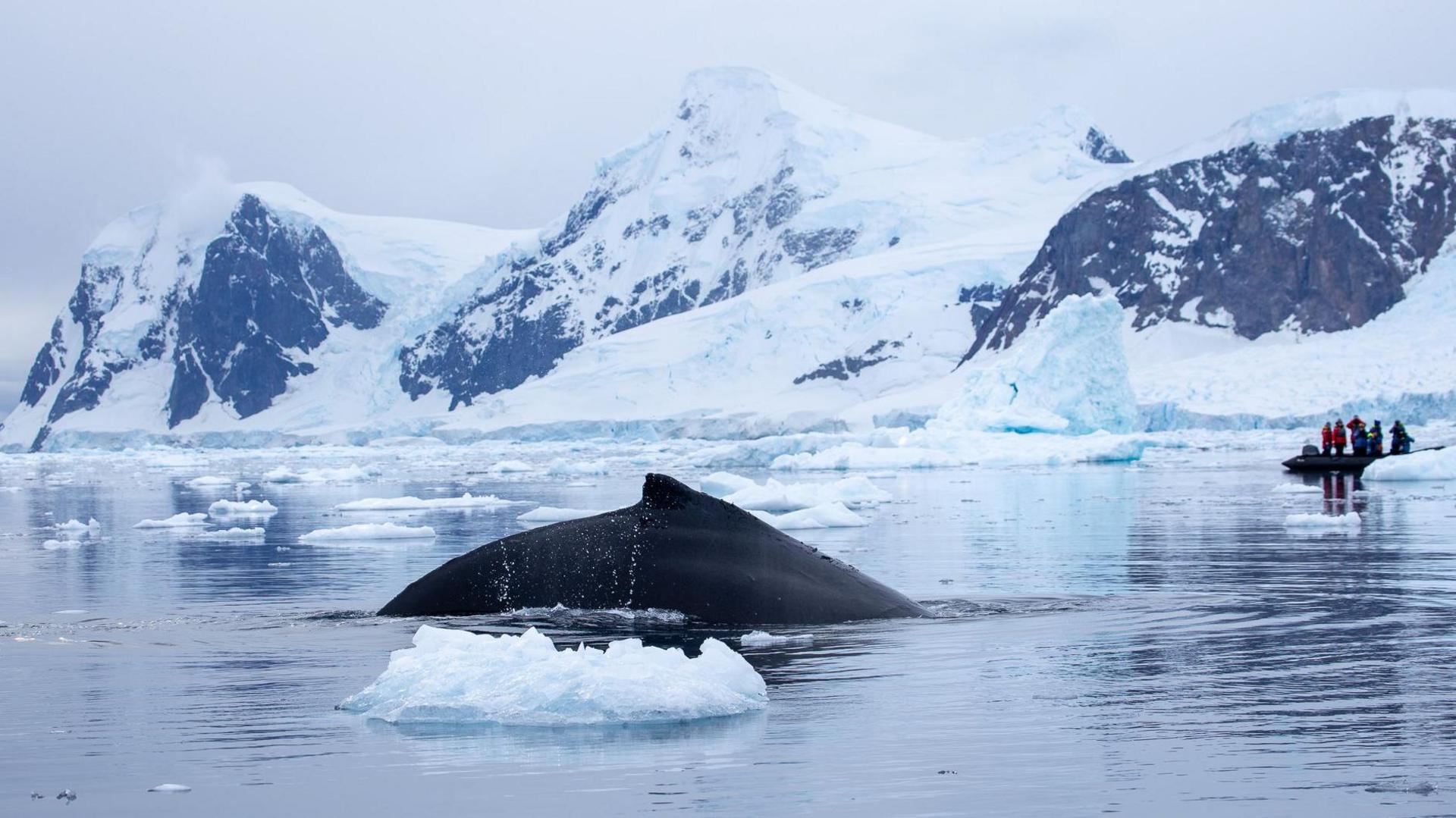 A humpback whale's back emerges at the surface of the water in Antarctica. A small research boat is nearby, amid the sea ice 