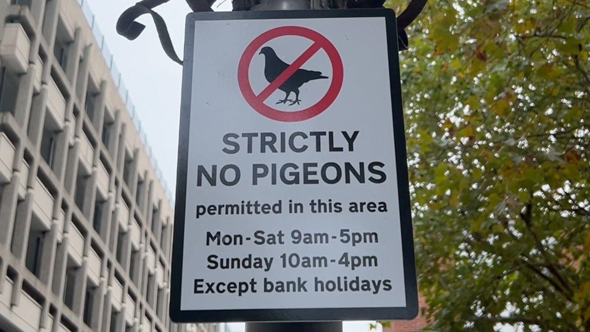 A fake road sign with the words: "STRICTLY NO PIGEONS permitted in this area. Mon-Sat 9am-5pm. Sunday 10am-4pm. Except bank holidays."