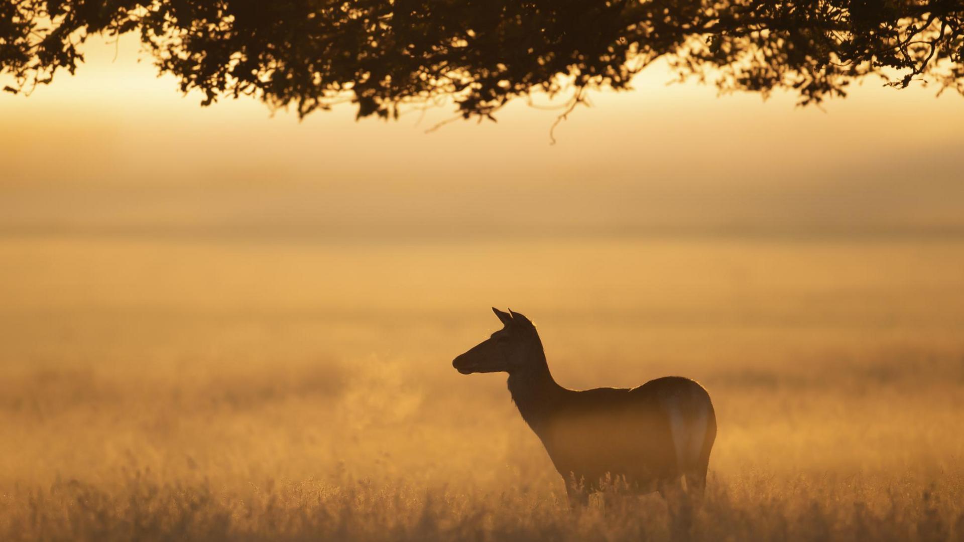 Red deer