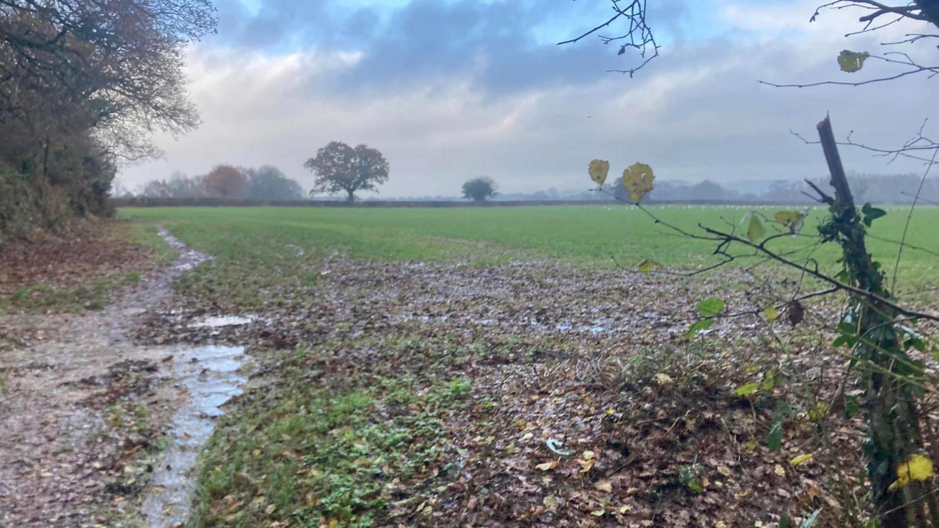 The land between Thorndun Park Drive and Crimchard where the stadium and homes will be built. It is a field with trees in the far distance.