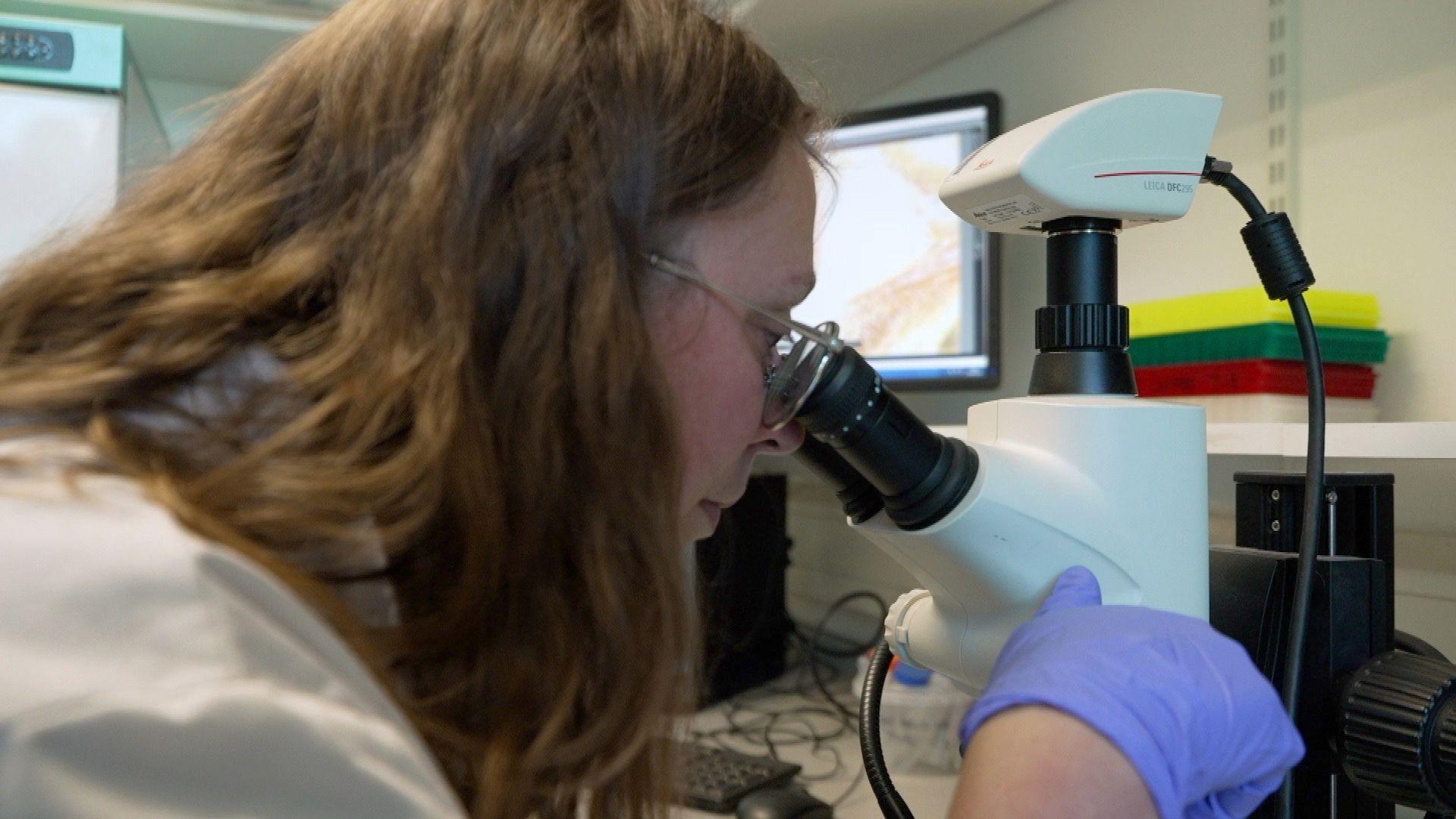A woman with long brown hair and glasses is looking into a microscope