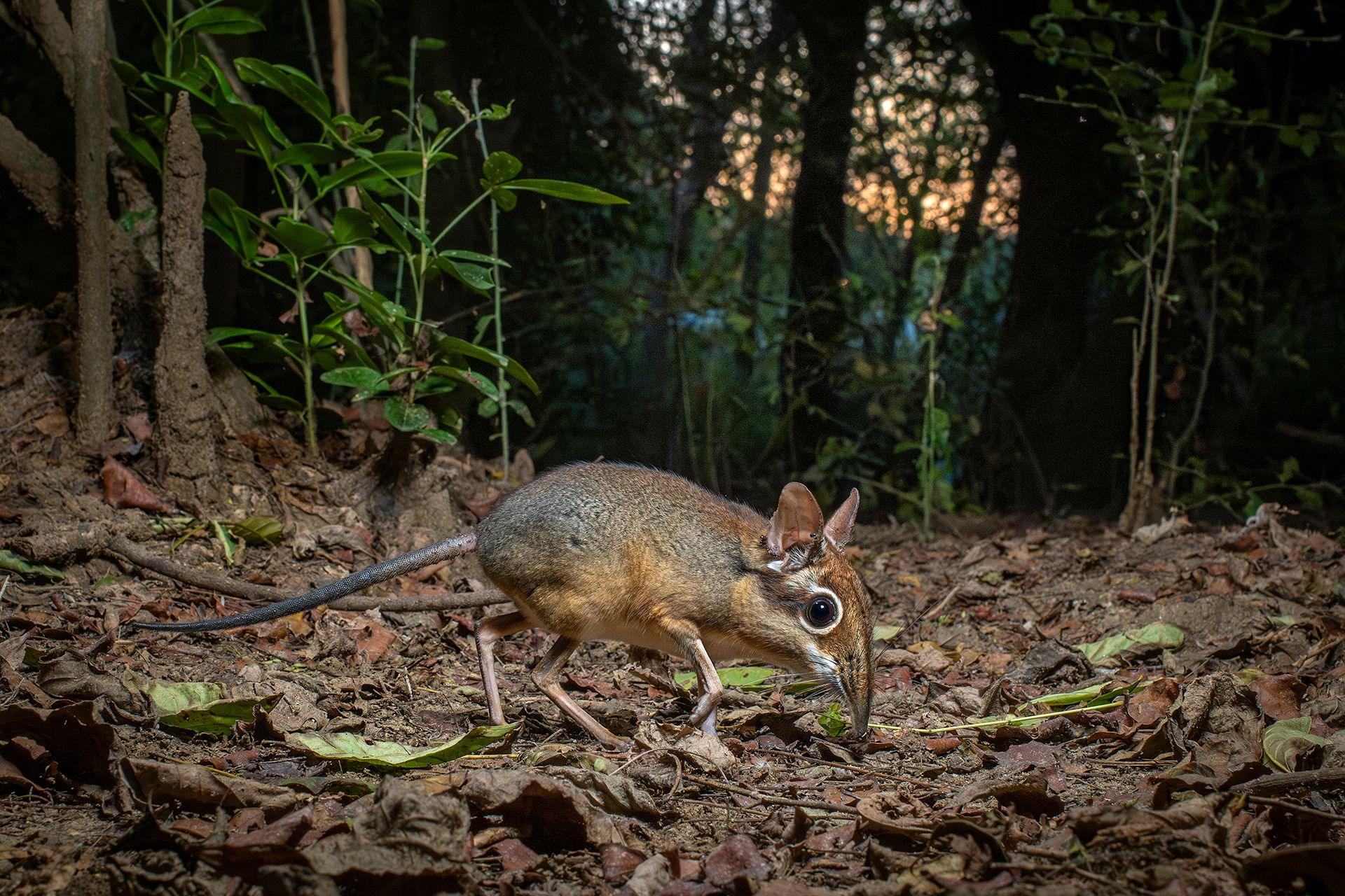 A small, elusive four-toed sengi sniffs through the leaf litter in Mozambique, foraging for food at dusk.
 