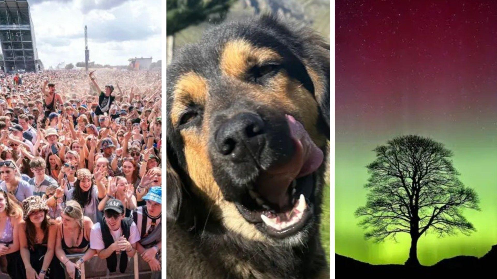 Three images: a crowd at Leeds Festival, a smiling dog, and Sycamore Gap tree against a backdrop of the Northern Lights