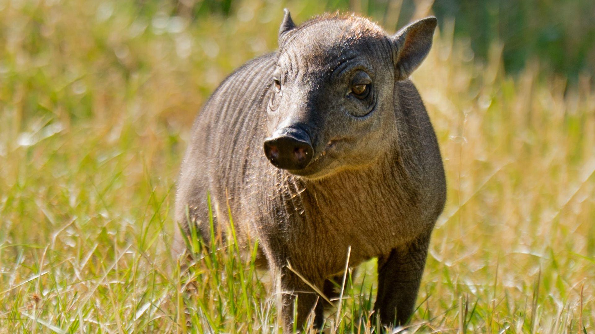 Rare piglet the size of 'a grapefruit with legs' born at zoo