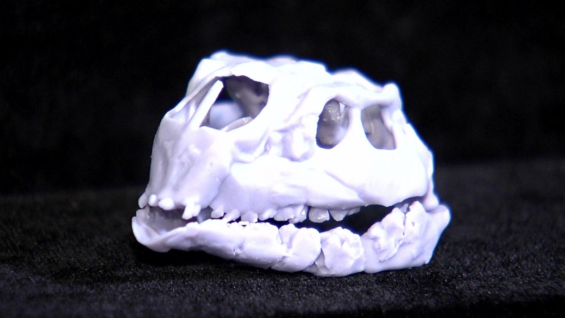 A model of a tiny dinosaur skull complete with little teeth