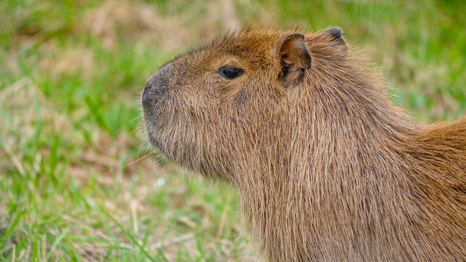 A capybara. It is a large, brown rodent with black eyes and small black ears. 