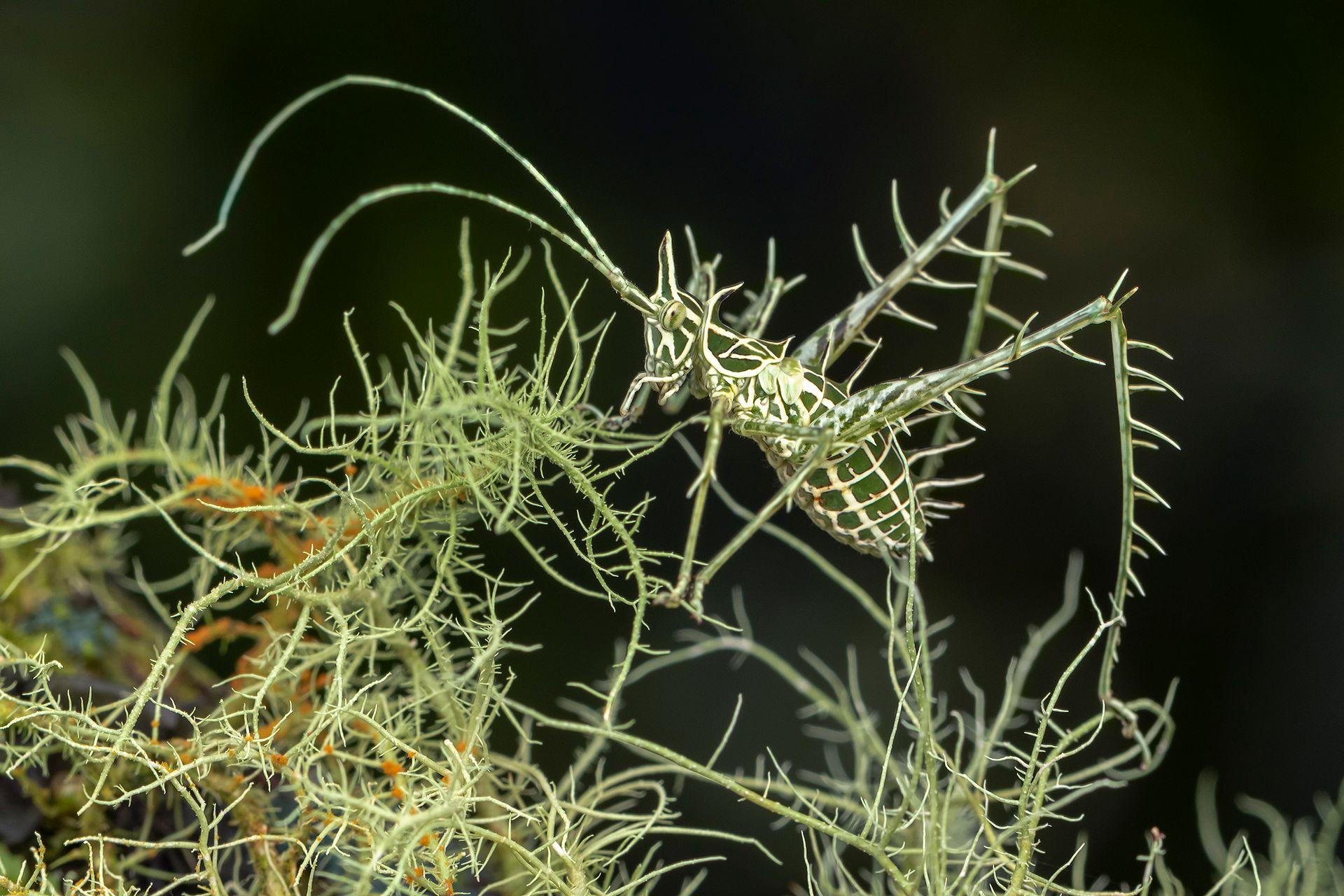 A pale green lichen dragon katydid is almost completely camouflaged among delicate, branching pale green foliage. Its long, slender body and legs blend closely with the thin stems but the dark background makes the insect stand out. 