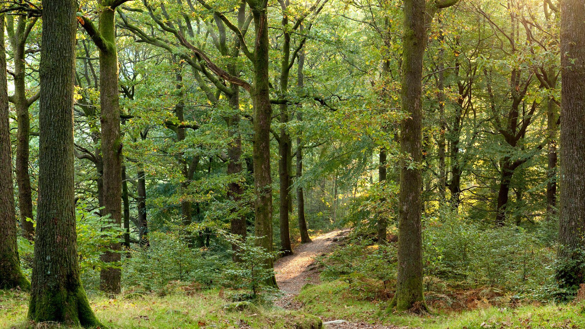 A green forest with long thick trees